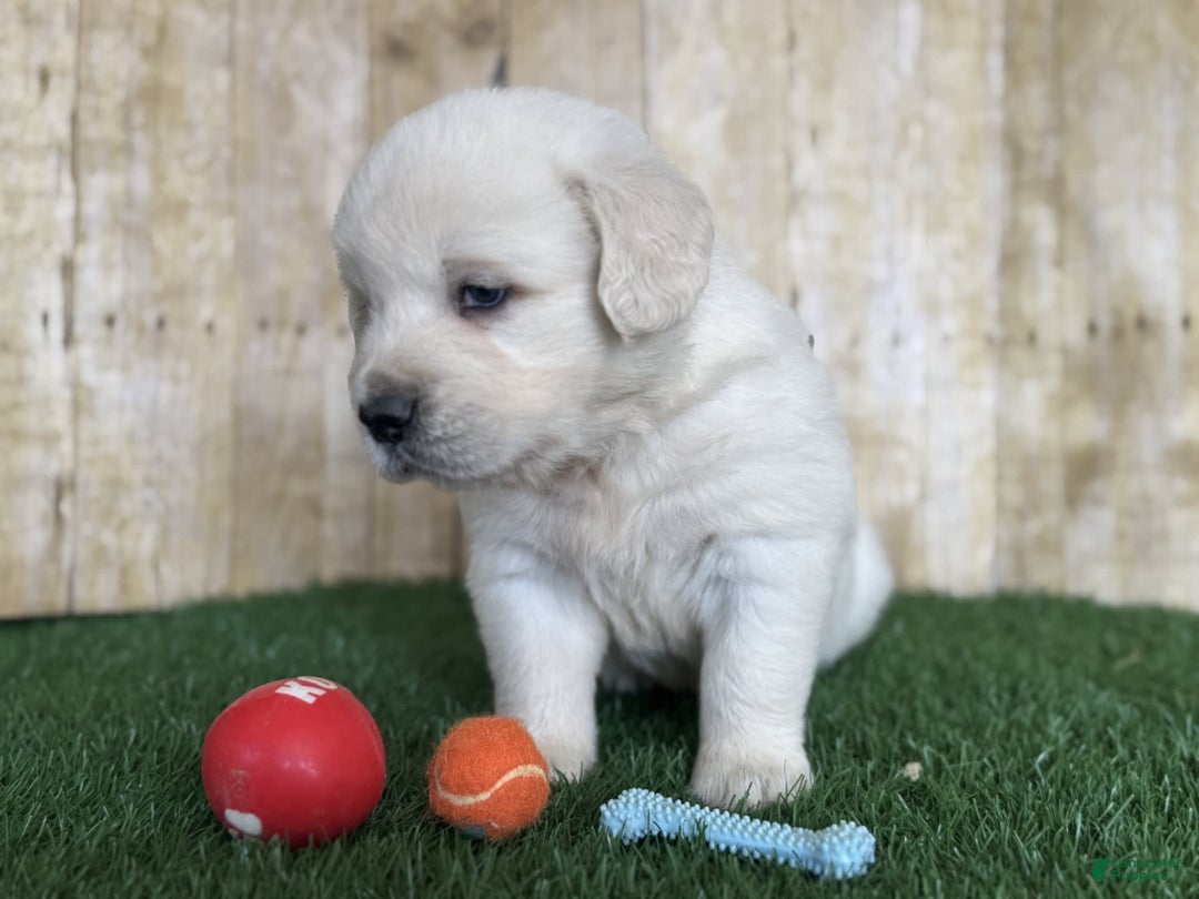 Golden Retriever dogs for sale: Bentley - Image 10