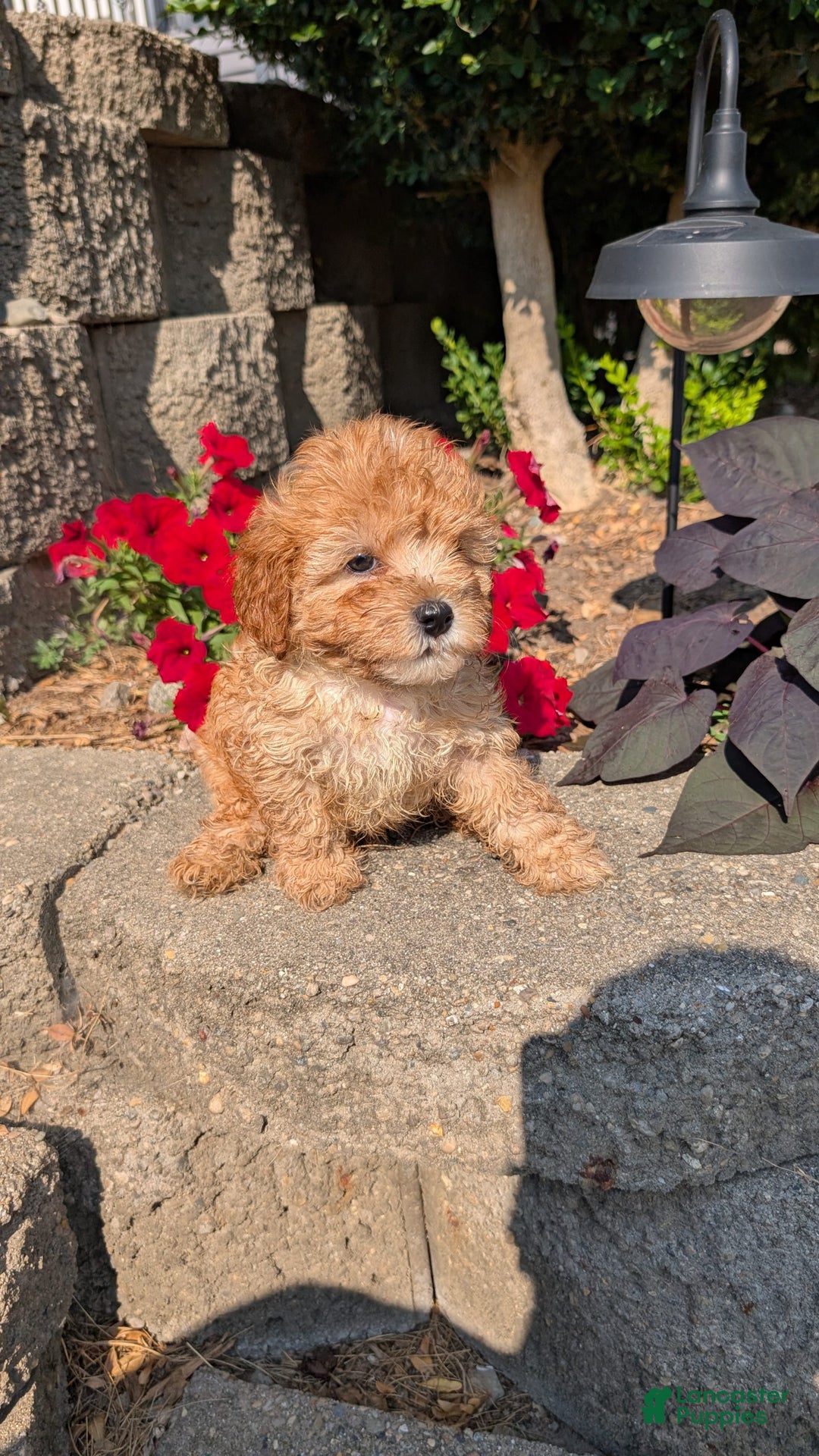 Cavapoo dogs for sale: Kylo - Image 7