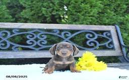 Miniature Dachshund dogs for sale: Ozzie - Image 1