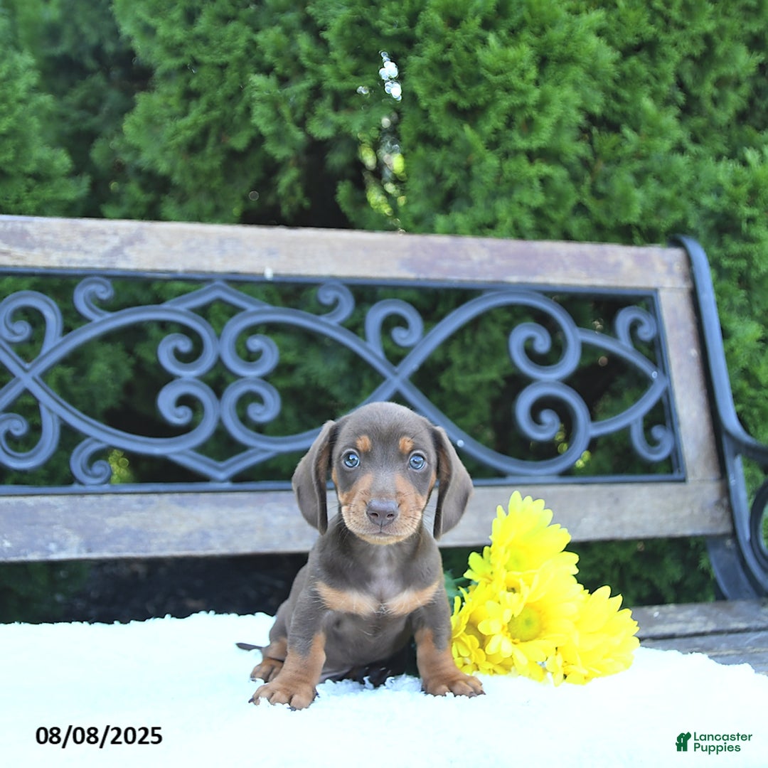 Miniature Dachshund dogs for sale: Ozzie - Image 1