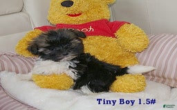Havanese dogs for sale: Koko Boy - Image 1