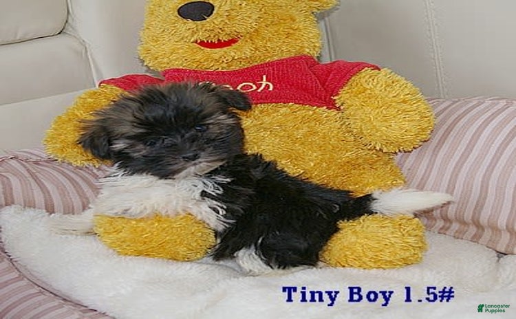 Havanese dogs for sale - Ad 5