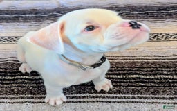 Boxer dogs for sale: Rocko - Image 2