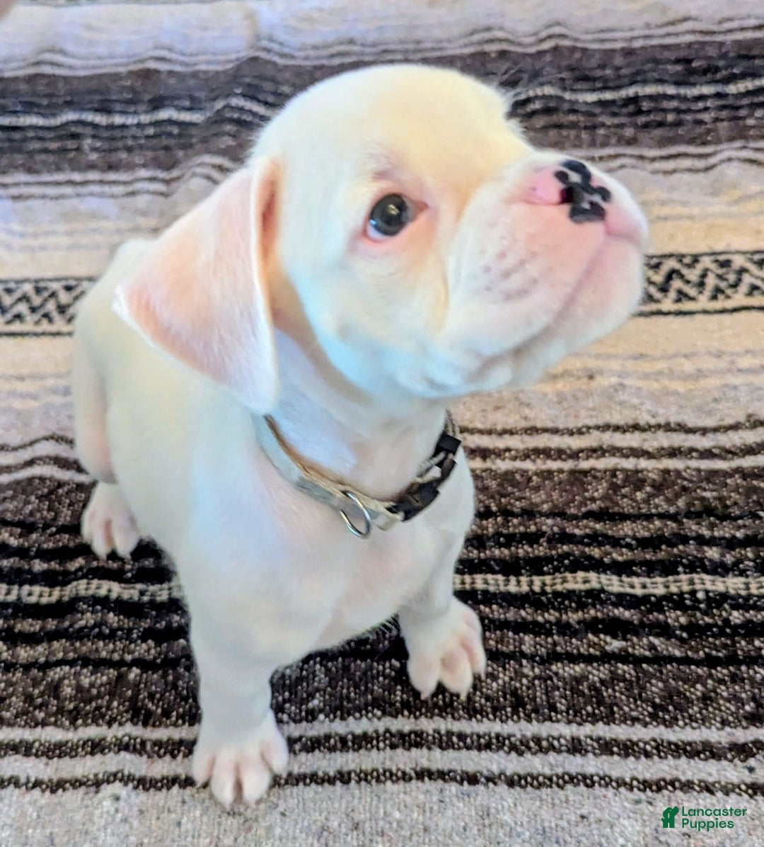 Boxer dogs for sale: Rocko - Image 2