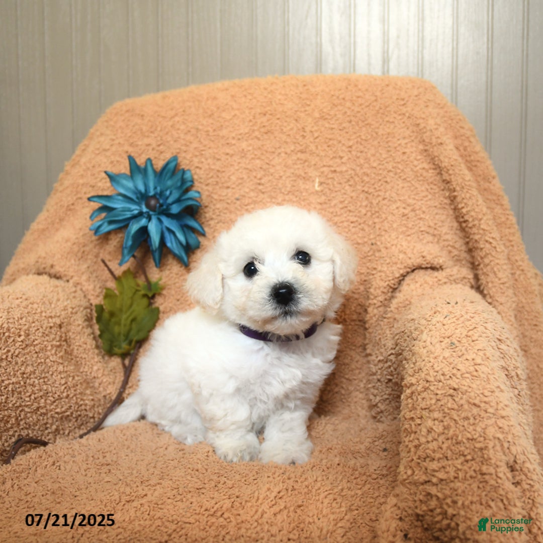 Bichon Frise dogs for sale: Kathy - Image 3
