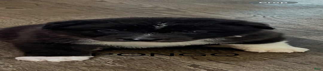 Pongo