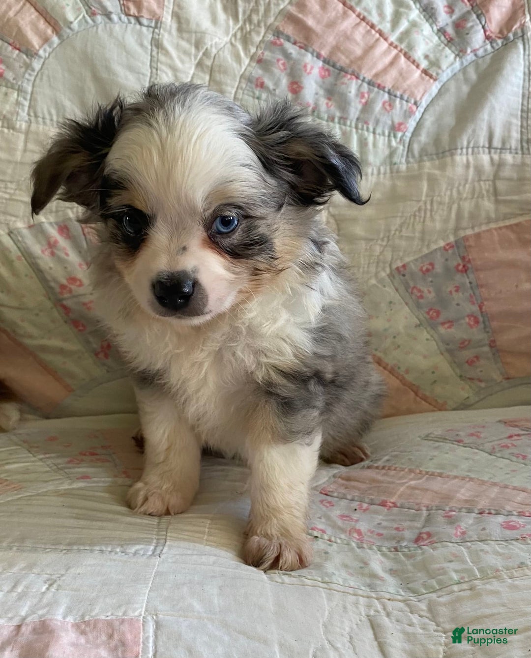 Pomchi dogs for sale: Tommy - Image 14
