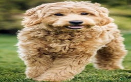 Goldendoodle dogs for sale: Randy - Image 5