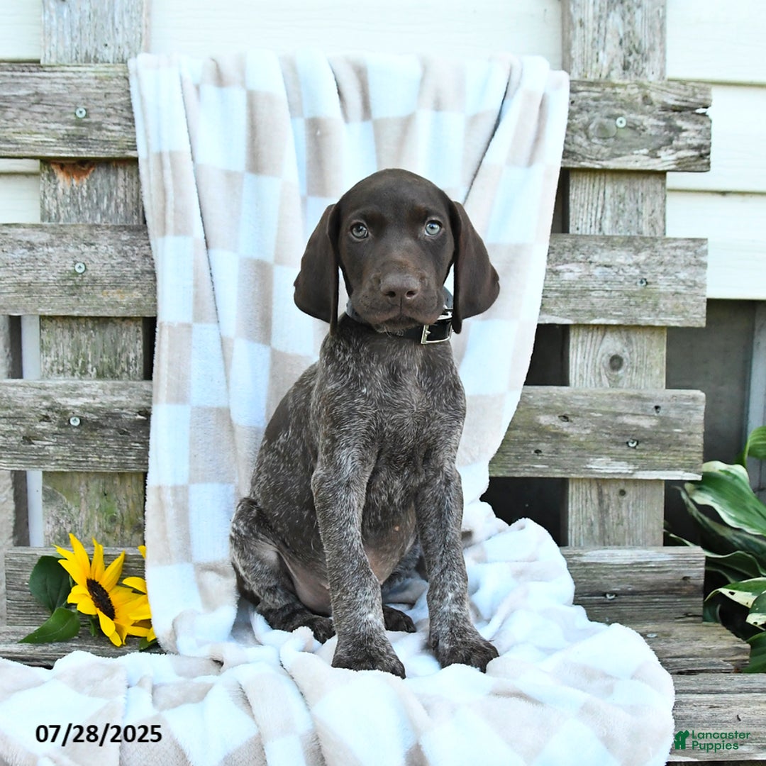 German Shorthaired Pointer dogs for sale: Leo - Image 2