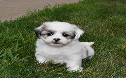 Teddy Bear dogs for sale: Spot - Image 1
