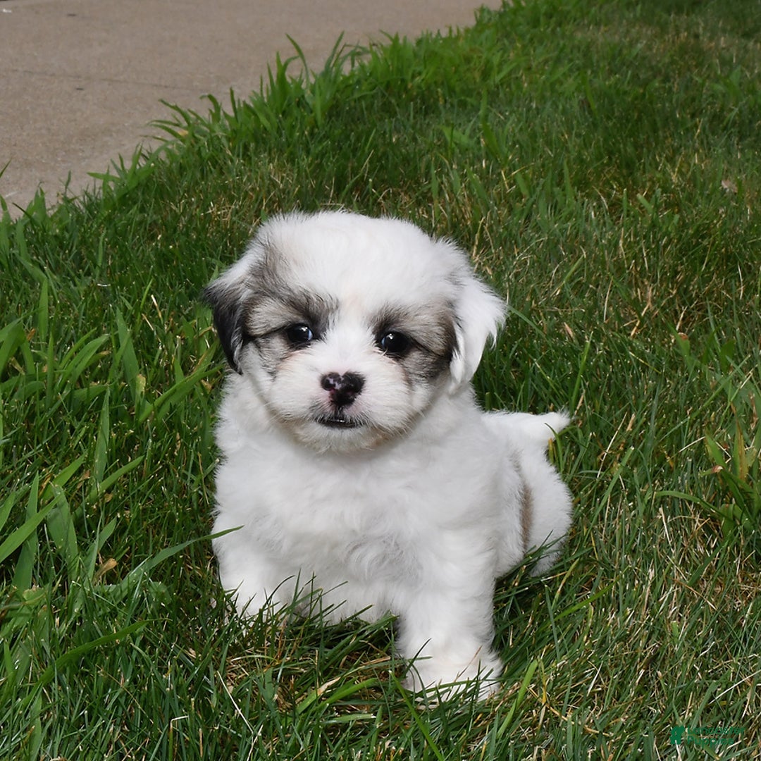 Teddy Bear dogs for sale: Spot - Image 1