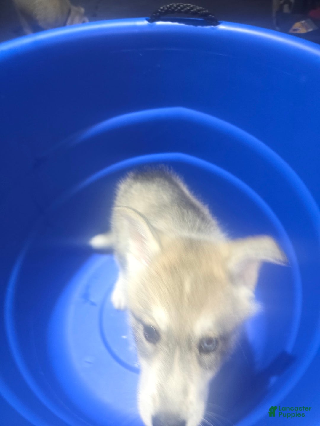 Gerberian Shepsky dogs for sale: Lucy - Image 2