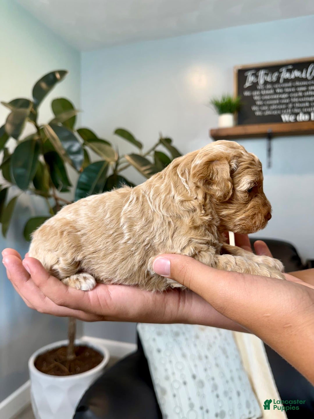 Mini Goldendoodle dogs for sale: Daisy - Image 3