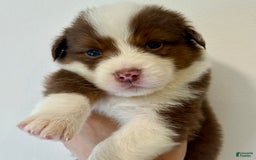 Australian Shepherd dogs for sale: Miles - Image 1