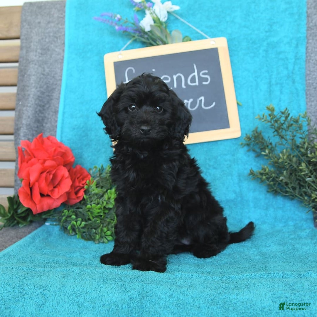 Miniature Poodle dogs for sale: Opal - Image 9