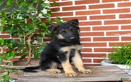 German Shepherd dogs for sale: Ranger - Listing for pets: Rover, Remington, Raven, Rocky, Roman, Robin, Ranger - Image 2