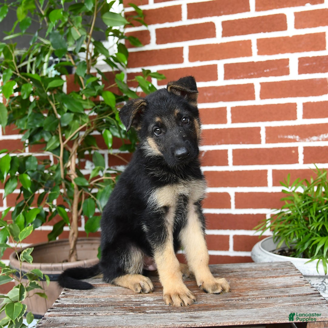 German Shepherd dogs for sale: Ranger - Listing for pets: Rover, Remington, Raven, Rocky, Roman, Robin, Ranger - Image 2