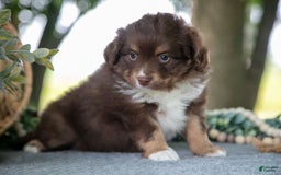 Miniature Australian Shepherd dogs for sale: Alice - Image 2