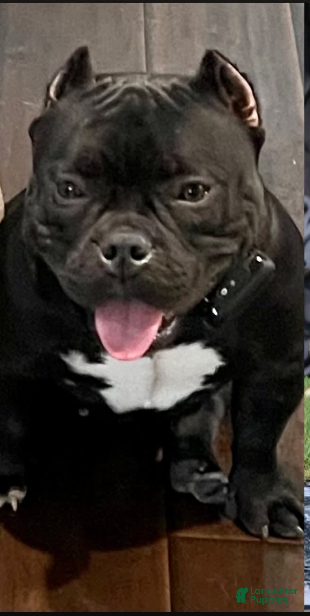 American Bully dogs for sale: Tri - Image 5