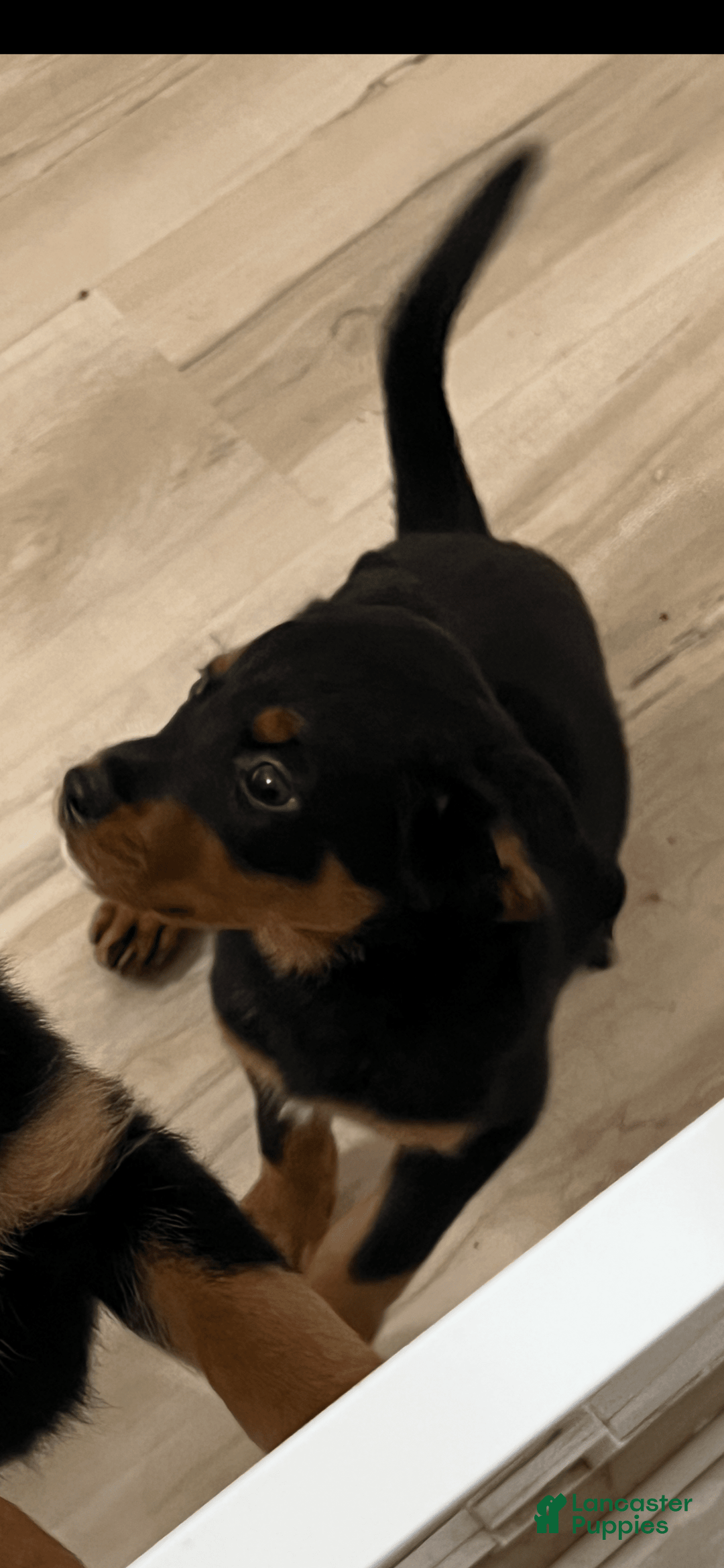 Rottweiler dogs for sale: Heaven - Image 2