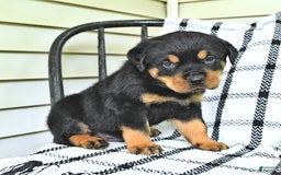 Rottweiler dogs for sale: Duke - Image 11