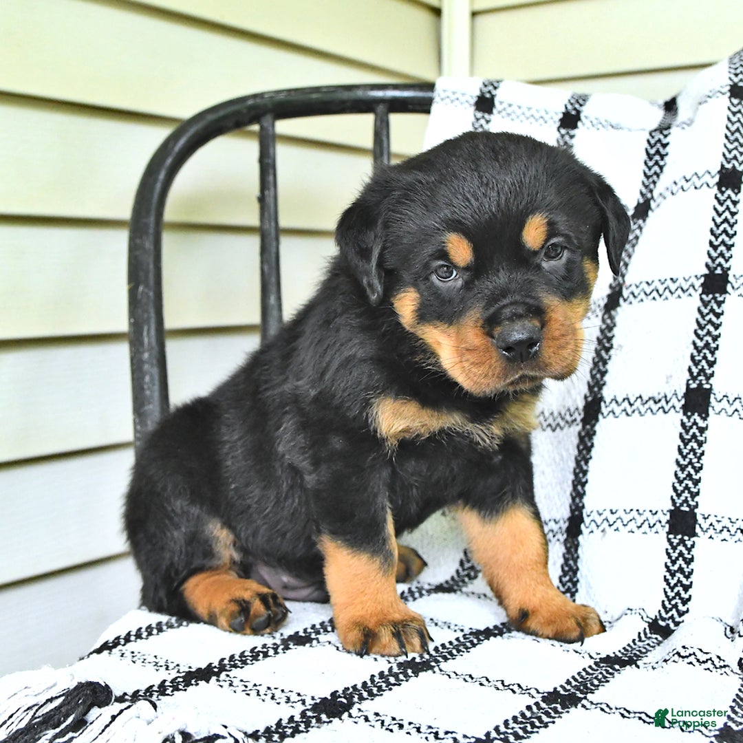 Rottweiler dogs for sale: Duke - Image 11
