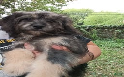 Shihpoo dogs for sale: Pomshihpoo Female Puppy🖤 - Image 1