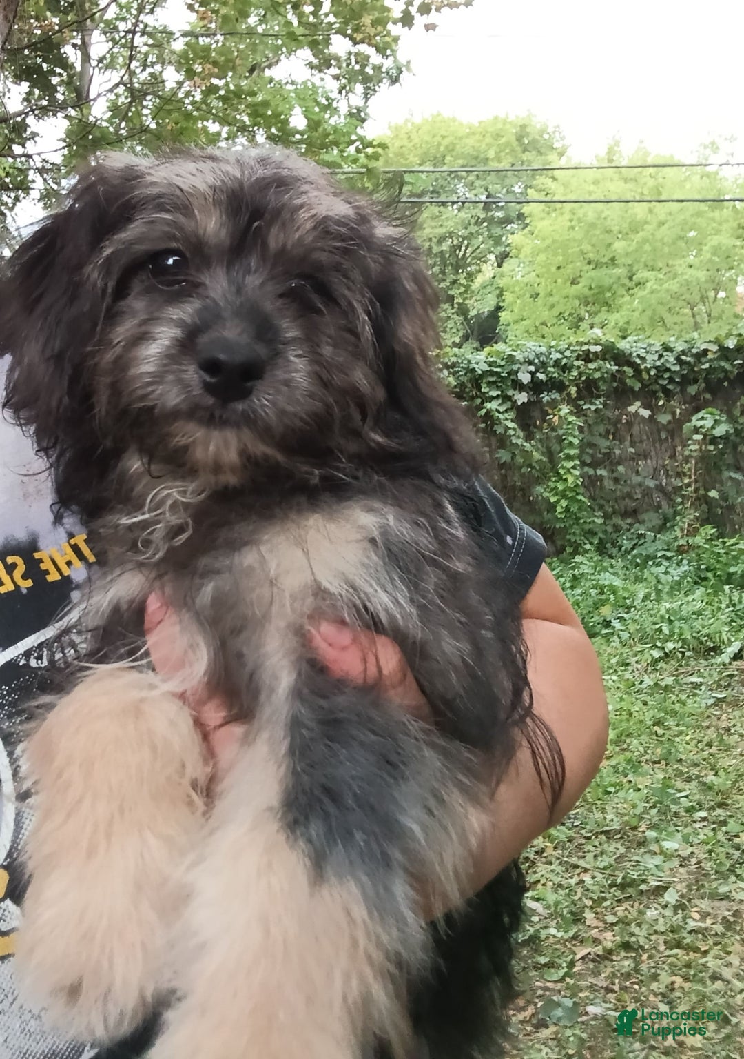 Shihpoo dogs for sale: Pomshihpoo Female Puppy🖤 - Image 1
