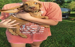 Bloodhound dogs for sale: Light Green - Image 4