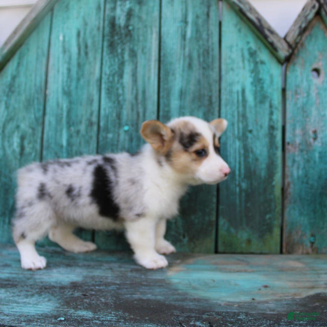 Welsh Corgi Pembroke dogs for sale: Luna - Image 3