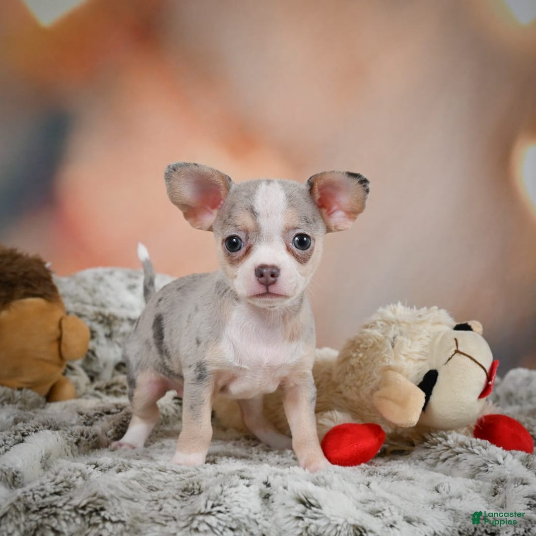 Chihuahua dogs for sale: Una - Image 1