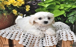Cavachon dogs for sale: Maggie - Image 10