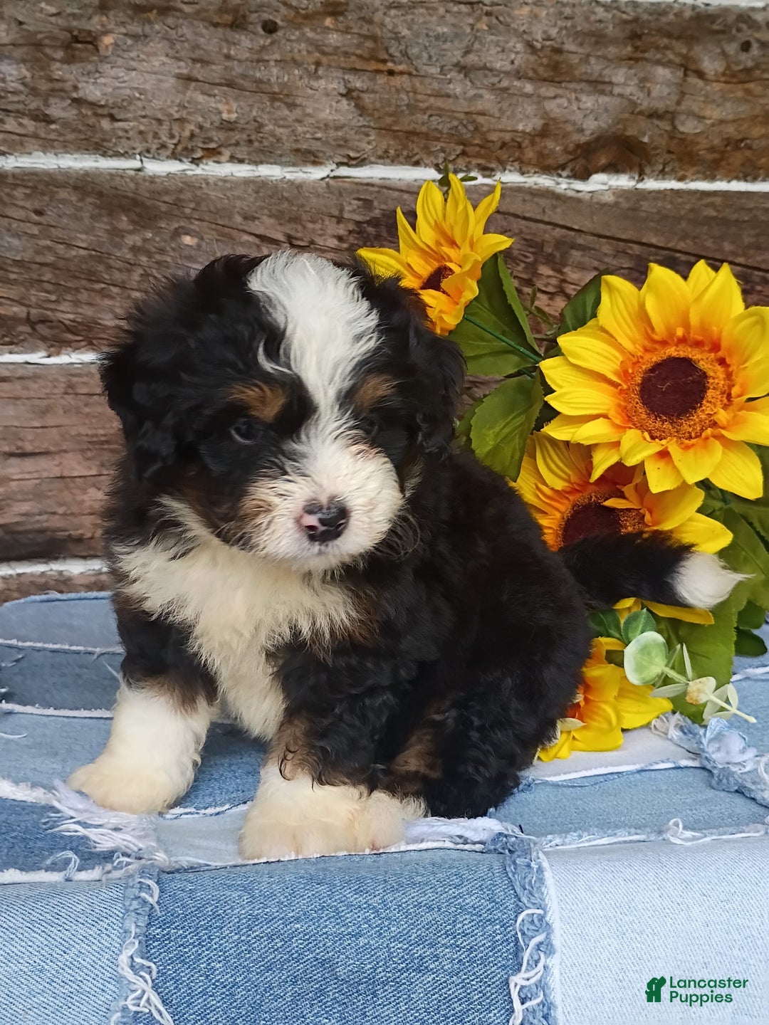 Mini Bernedoodle dogs for sale: Pepsi - Image 7