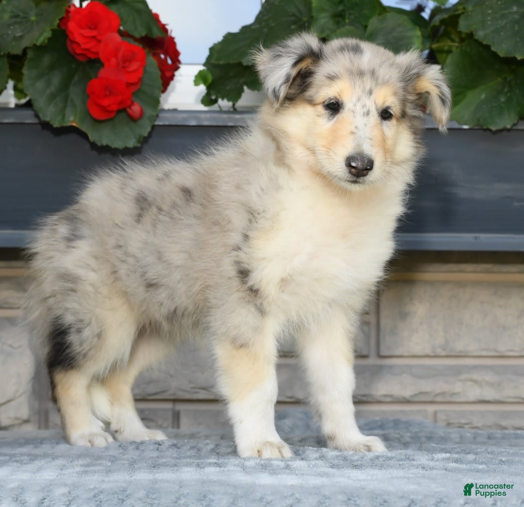 Collie dogs for sale: Pansy - Image 2