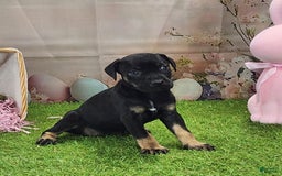 Catahoula Leopard Dog dogs for sale: Goldie 2025 F2 - Image 4