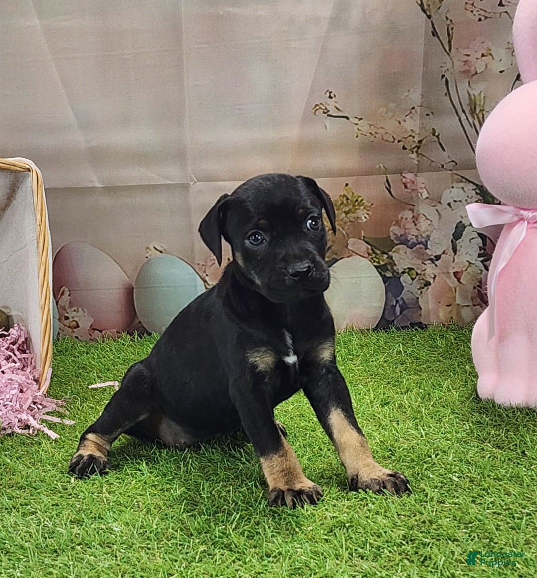 Catahoula Leopard Dog dogs for sale: Goldie 2025 F2 - Image 4