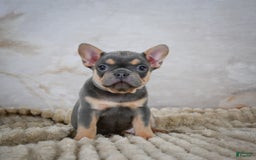 French Bulldog dogs for sale: Riley - Image 7