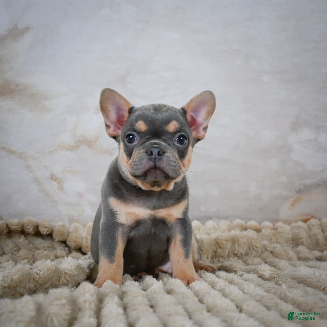 French Bulldog dogs for sale: Riley - Image 7
