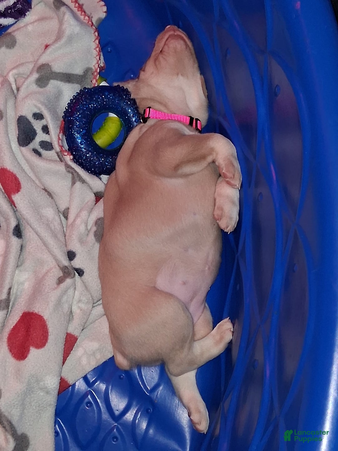 Doberman Pinscher dogs for sale: Pink Collar - Image 6