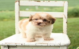 Havanese dogs for sale: Barney - Image 3