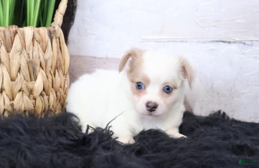 Chihuahua dogs for sale: Coco - Image 1