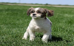 Shihpoo dogs for sale: Anya - Image 19