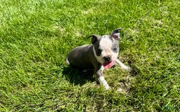 Boston Terrier dogs for sale: Lisa - Image 7