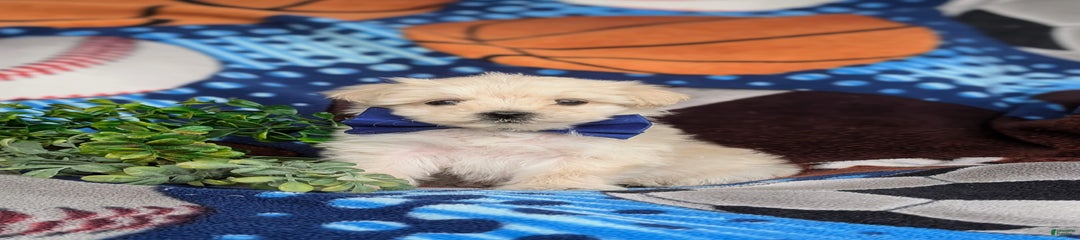 Bronson Hypoallergenic