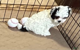 Shihpoo dogs for sale: Oreo - Image 6