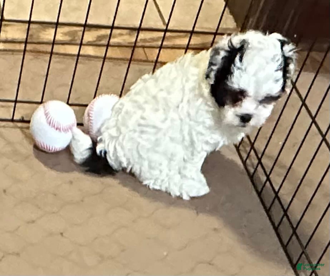 Shihpoo dogs for sale: Oreo - Image 6
