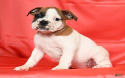 Beabull dogs for sale: King - Image 1