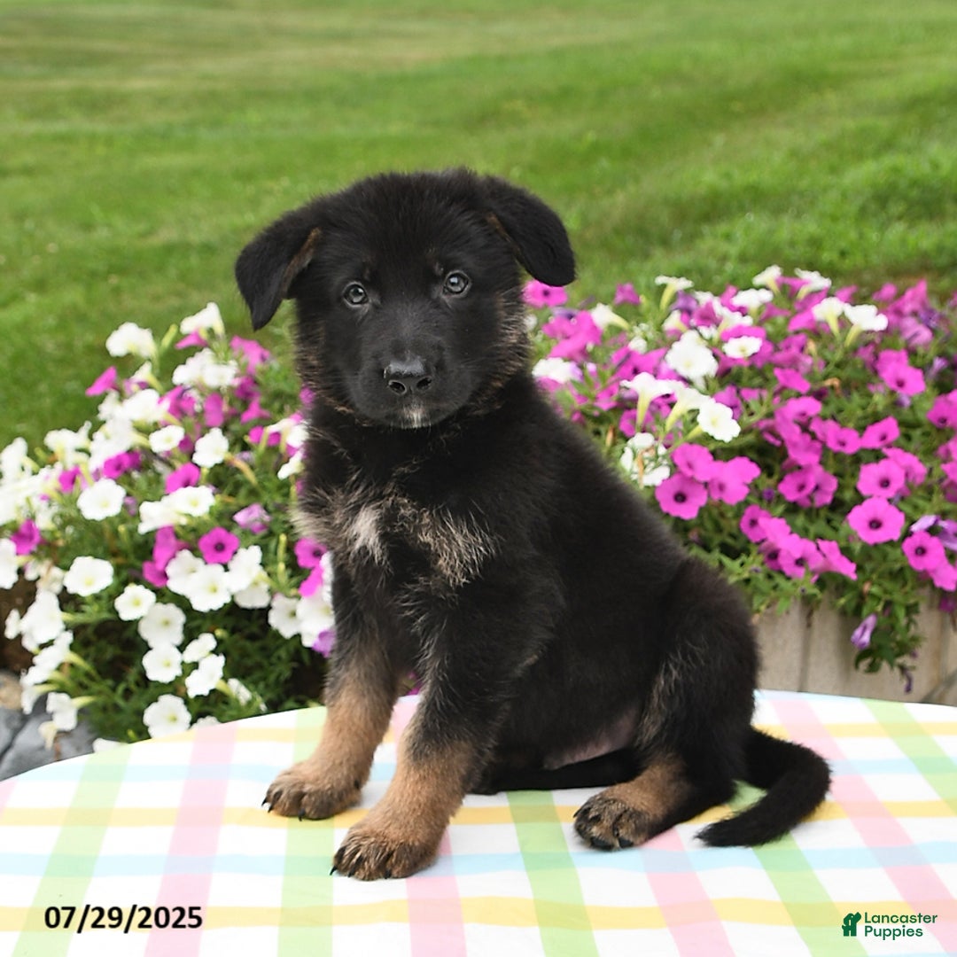 German Shepherd dogs for sale: Archie - Image 4