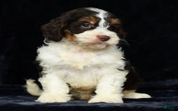 Cavapoo dogs for sale: Jones - Image 5