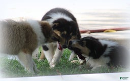 categoriesInfo:categoryAttributeOptions.pets.dogs.breed.roughCollie dogs for sale: Kenzie - Image 6